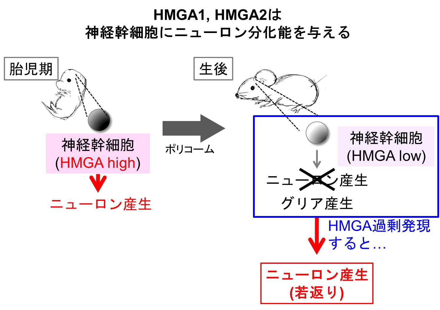 研究紹介】 The Gotoh Lab - 東京大学 薬学部 分子生物学教室